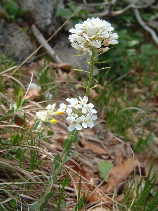 da determinare 2 - Thlaspi sp.